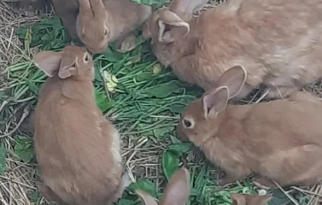 Кролі порода Бургундія