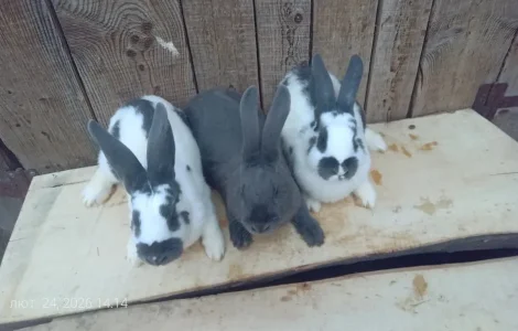 Продаються кролі різних порід