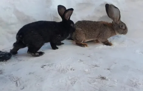 Кролі різних віків та окрасів