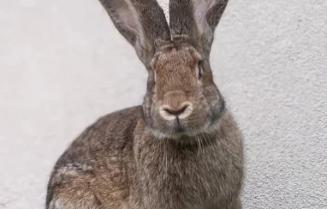 Кролі кроликі Велетні 7