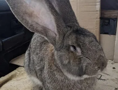 Самчик 7міс.Кролі