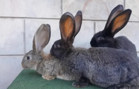 Кролі кроликі! Велетні