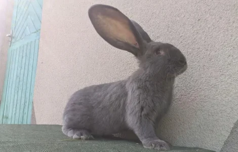 Кролі кроликі голуба вена