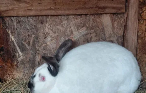 Продаю кролі каліфорнія