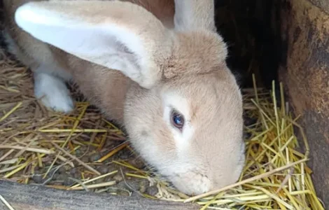 Продаються кролі