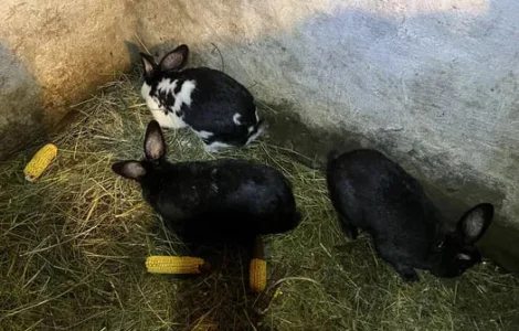 Кролі Німецький Строкач