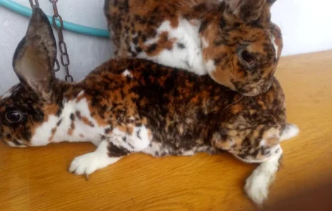 Кролі трохкольорний рекс