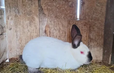 Продам кролі, вакциновані.