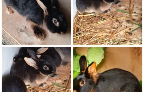 Кролі породи Тан