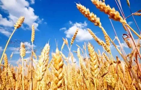 Пропонується пшениця, зерноотход та просо в мішках