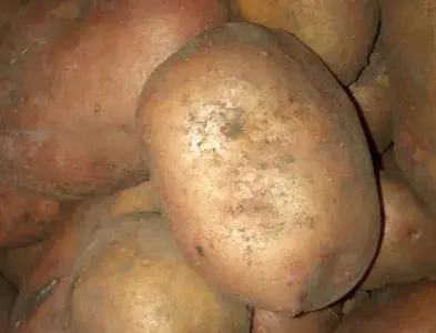 Картофель Адретта, Пикассо, Славянка, Рокко