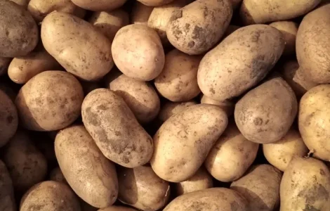 Картопля Адретта,, харчова та насіння.