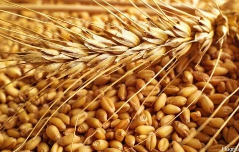 Куплю отходы кукурузы (дробленную, некондицию)