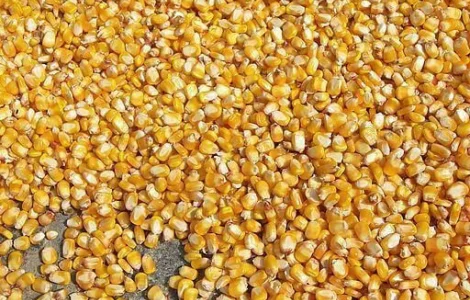 Продам кукурудзу кормову