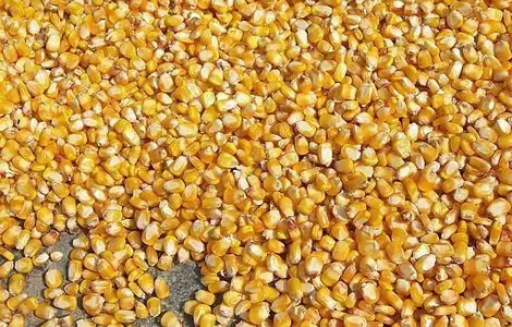 Продам кукурузу кормовую