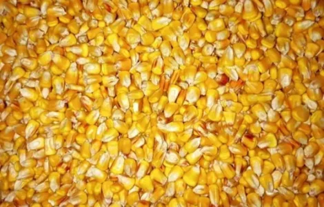 Продам кукурудзу кормову