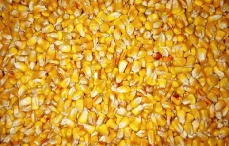 Продам кукурузу кормовую