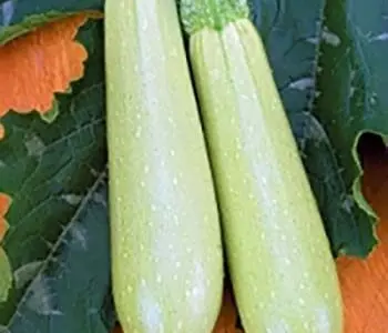 Продам насіння Кабачок Искандер F1 "Seminis" Голландія