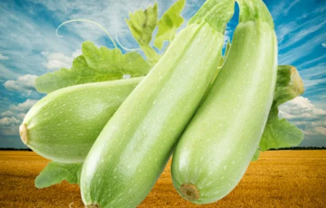 Кабачок «Езра f1»