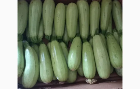 Продамо кабачок в Києві