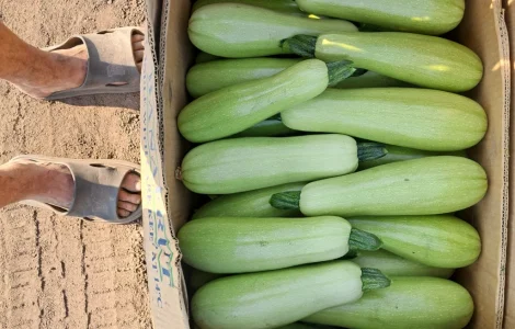 Продам кабачок для консервування