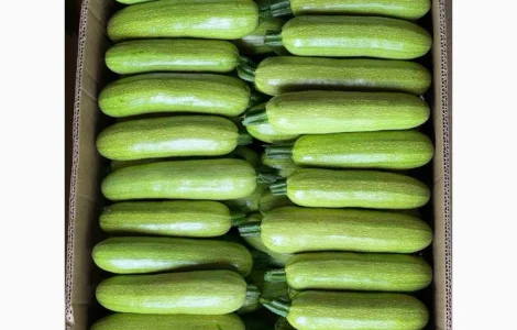 Кабачок Закарпаття обєми