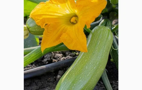 Кабачки на опт и переработку