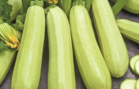 Породам кабачок