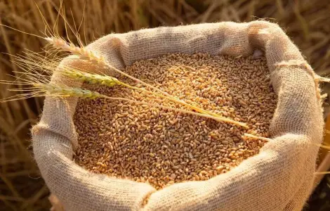 Продаж зернових: ячмінь, пшениця, овес кормовий