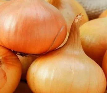 Закуповуємо Штутгарт цибулю на перо оптом від 20 тонн