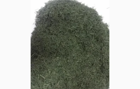 Кріп сушений