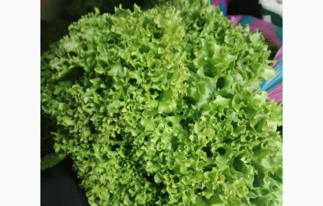 Продам салат Лола Бионда