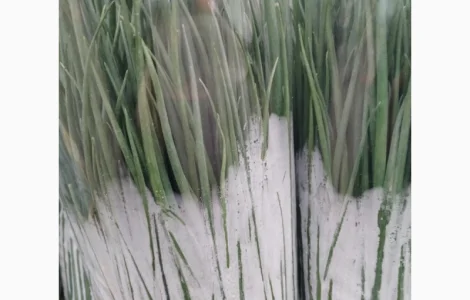 Продам зелень укроп Петрушка Лук зелёный