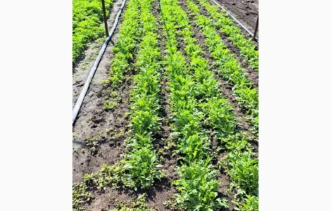 Продам лук зелёный