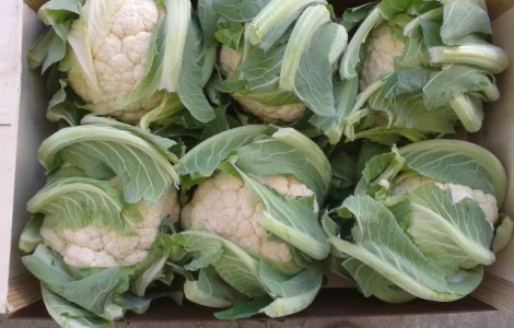 Продаем салаты