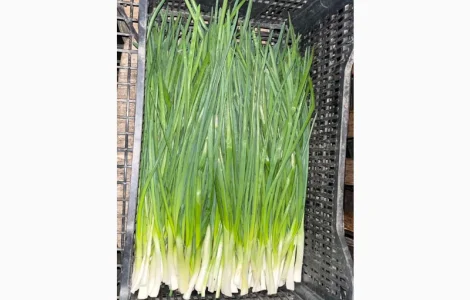 Продам зелену цибулю