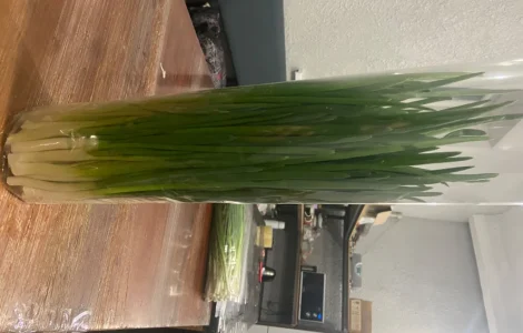 Продам зелену цибулю перо