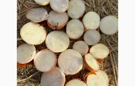 Продам цибулю на перо