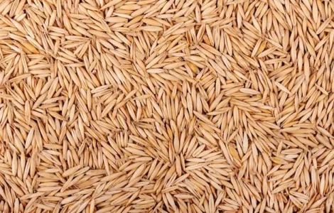 Продам овес кормовой 2025 р урожай