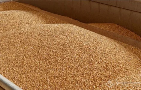 Продам Овес кормовой з доставкою