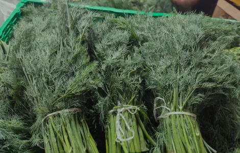 Продам зелень: укроп