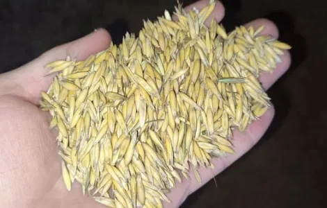 Продам овес кормовой  2025 року