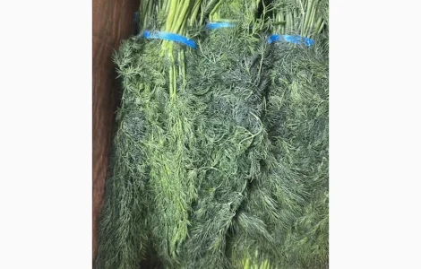 Кріп Узбекистан