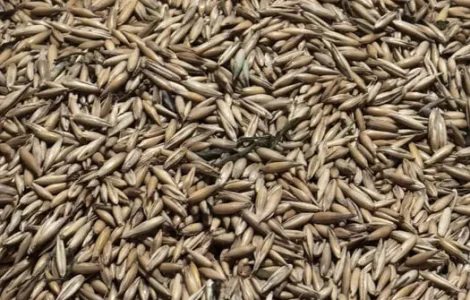 Продам овес на корми