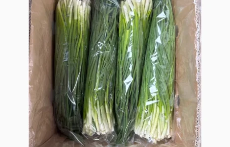 Свіжа зелена цибуля