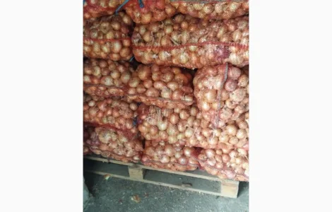 Продам цибулю штутгарт на зелене перо