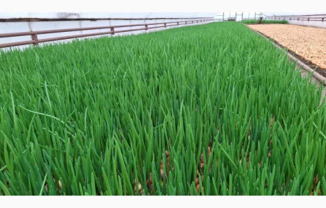 Продам зелену цибулю(перо)