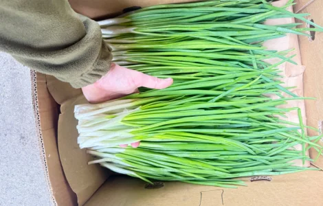 Зелена цибуля (перо)