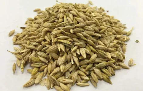 Зерно ячменю, фуражний ячмінь, корм для тварин