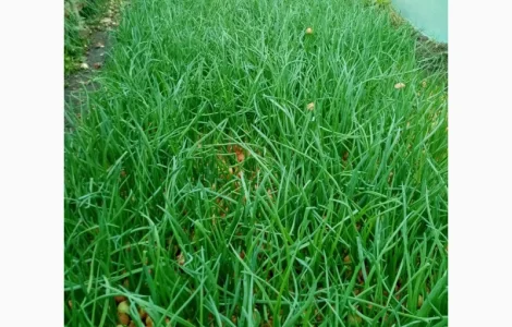 Продам оптом зелёное перо опт